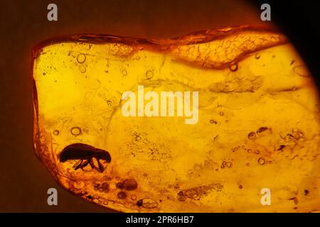 Insekten aus längst vergessener Zeit sind in Bernstein eingeschlossen Stockfoto