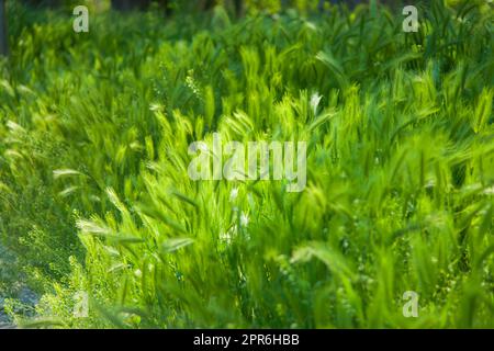 Haarige Pflaume. Eine Art grünes Gras. Stockfoto