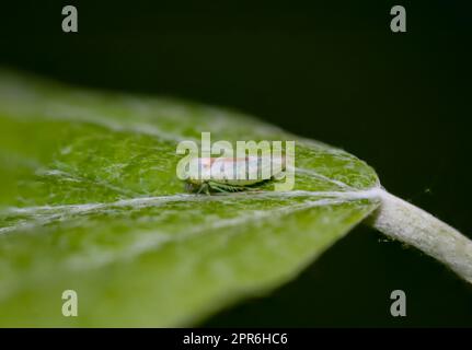 Eine kleine Zikada auf einem Blatt. In Deutschland heimisch. Nahaufnahme einer winzigen Empoasca-Spezies, einer kleinen grünen Zikada. Stockfoto