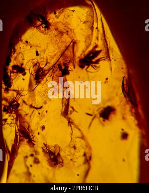 Insekten aus längst vergessener Zeit sind in Bernstein eingeschlossen Stockfoto