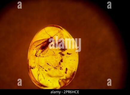 Insekten aus längst vergessener Zeit sind in Bernstein eingeschlossen Stockfoto