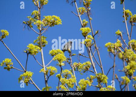 Ein RotStart sitzt oben auf einem Baum. Stockfoto