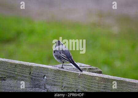 Ein kleiner Schwanz sitzt auf einer hölzernen Attika. Stockfoto