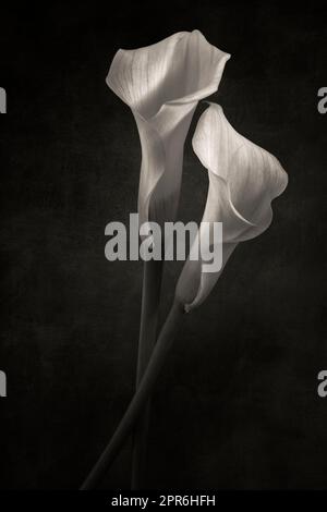 Zwei Callas-Blumen, fein verarbeitet Stockfoto