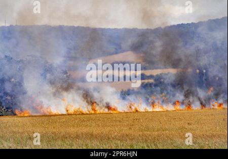 Feuerwehrleute bekämpfen Maisfeldfeuer in der Nähe von Aylesfrod Kent Mitte 1990Õs Stockfoto