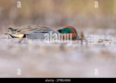 Männlicher Grünflügelteal (Anas carolinensis) im Frühling Stockfoto