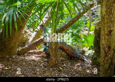 Weiblich von indischem Pfannkuchen im tropischen Dschungelwald, Playa del Carmen, Riviera Maya, Yu atan, Mexiko Stockfoto