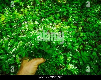 Frischer grüner Holzfäller, der im grünen Wald in der Hand liegt Stockfoto