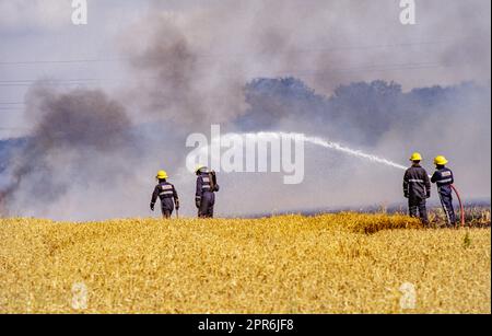 Feuerwehrleute bekämpfen Maisfeldfeuer in der Nähe von Aylesfrod Kent Mitte 1990Õs Stockfoto