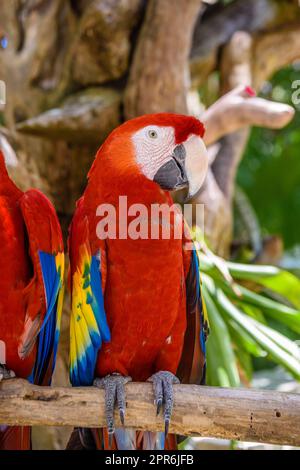 2 scharlachrote Aras Ara macao , rote, gelbe und blaue Papageien, die im tropischen Wald sitzen, Playa del Carmen, Riviera Maya, Yu atan, Mexiko Stockfoto