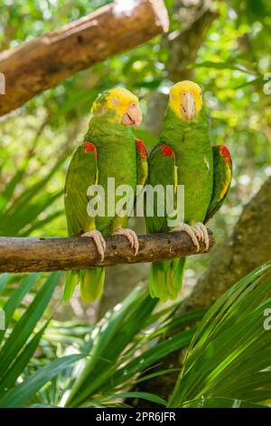 2 Doppel-Gelbkopf-Amateure, Amazona oratrix, sitzen auf dem Zweig im tropischen Dschungelwald, Playa del Carmen, Riviera Maya, Yu atan, Mexiko Stockfoto