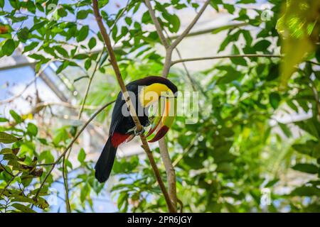 Kielschnabel-Toucan, Ramphastos sulfuratus, Vogel mit großem Schein, der auf dem Ast im Wald sitzt, Naturreisen in Mittelamerika, Playa del Carmen, Riviera Maya, Yu atan, Mexiko Stockfoto