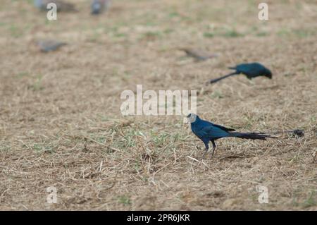 Langschwanzglanzstarlinge Lamprotornis caudatus auf einer Wiese. Stockfoto