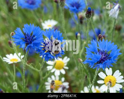 Kornblumen und Gänseblümchen auf einer gemischten Blumenwiese Stockfoto