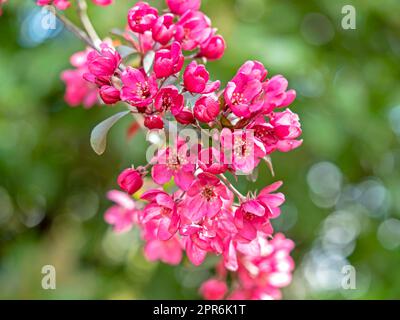 Schöne dunkelrosa Krabbenapfelblüte Stockfoto