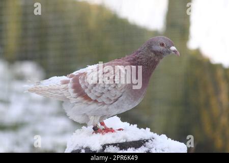 Stadttaube (Columba livia forma domestica) Stockfoto