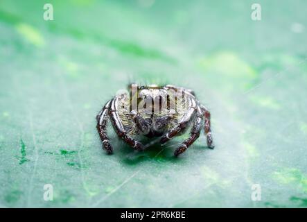 Springende Spinne auf einem Eipremnum aureum Blatt. Makrofotografie Stockfoto