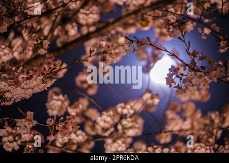 Eine Kirschblüte bei Nacht und Vollmond Stockfoto