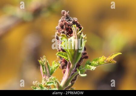 Essigbaum-Frucht-Essigbaumfrucht Stockfoto