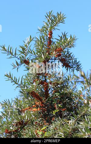 Sanddorn-Dornhai (Hippophae rhamnoides) Stockfoto