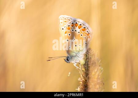 Ein wunderschöner Schmetterling in Profilansicht Makro mit glänzendem, verschwommenem Hintergrund Bokeh im Sommer zeigt filigrane Flügel mit lebendigen Farben und Tarninsekten, die die Bestäubung in wildem Gras verbergen Stockfoto