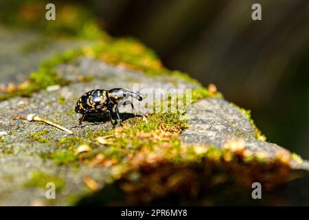 Ein großer Butterbur Weevil Käfer Stockfoto