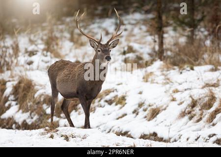 Horizontales Foto des Rothirschhirsches auf einer mit Schnee bedeckten Lichtung mit Kopierraum Stockfoto