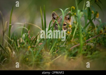 Im Sommer guckt der goldene Schakal aus dem Gras Stockfoto