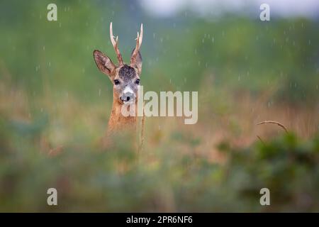 Rehe, die im Sommerregensturm aus den Büschen spähen Stockfoto