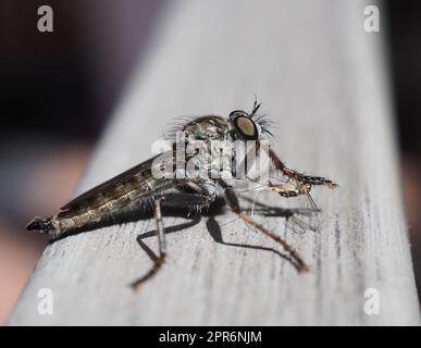 Robber Fly mit Beute Stockfoto