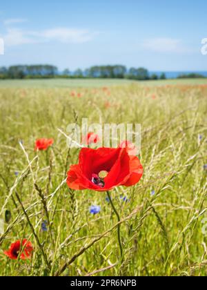 Feldblumen-Wiese auf der ostsee Stockfoto