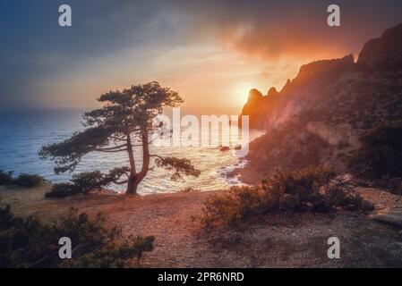 Erstaunlicher Baum, der bei Sonnenuntergang aus dem Felsen wächst. Farbenfrohe Landschaft mit altem Baum mit grünen Blättern, blauem Meer, Bergen und Himmel mit Sonne am Abend. Sommerreisen auf der Krim. Naturhintergrund Stockfoto