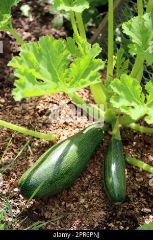 Zucchini (Cucurbita pepo) - Pflanze mit Früchten Stockfoto