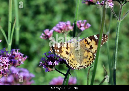 Distelfalter (Vanessa cardui, SYN. Cynthia cardui) auf einer patagonischen Eisenkraut (Verbena bonariensis, SYN. Verbena inamoena) Stockfoto