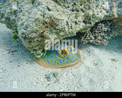 Ribbontail ray Blaupunktrochen (Taeniura lymma), Ägypten Stockfoto