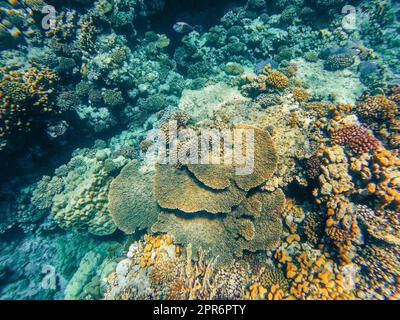 Korallenriff Garten im roten Meer, Marsa Alam Ägypten Stockfoto