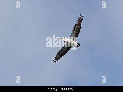 Australian Pelican (Pelecanus conspicillatus), Erwachsener auf Flügen North Stradbroke Island, Queensland, Australien. März Stockfoto