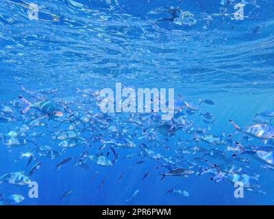 Gestreifter Fusilier Caesio striata, kleine Silberfische im Roten Meer, Marsa Alam, Ägypten Stockfoto