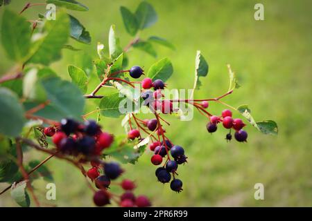 Saskatoon Beere oder Amelanhier , eine Pflanzengattung der Familie Rosa, Rosaceae, Laubstrauch. Beerenpinsel auf einem Hintergrund von Blättern Stockfoto