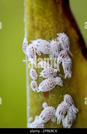 Schädling Mealybug, Makro - Nahaufnahme, Mealybug und Ameise an einer Pflanze. Stockfoto