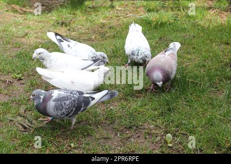 Nahaufnahme vieler Stadttauben (Columba livia forma domestica) Stockfoto