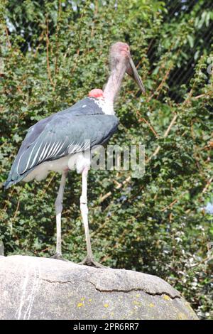 Marabu Marabou (Leptoptilos crumeniferus) Stockfoto