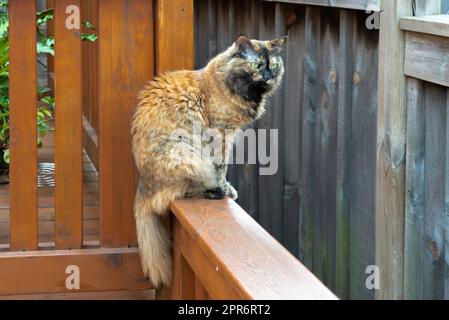 Eine dreifarbige Katze sitzt auf einem Zaun Stockfoto