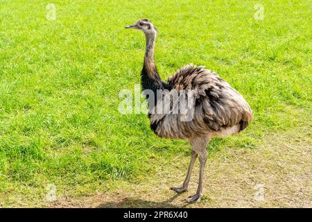 EMU (Dromaius novaehollandiae) auf der Wiese Stockfoto