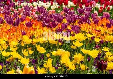 Bunte Tulpen in einem öffentlichen Garten Stockfoto