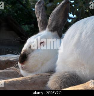 Ein erwachsenes Kaninchen der kalifornischen Rasse Stockfoto