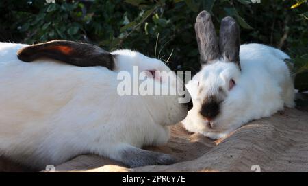 Ein erwachsenes Kaninchen der kalifornischen Rasse Stockfoto