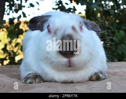 Ein erwachsenes Kaninchen der kalifornischen Rasse Stockfoto