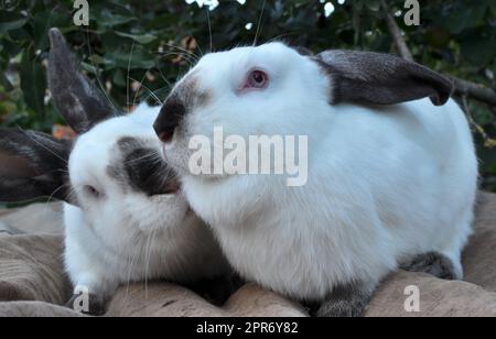 Ein erwachsenes Kaninchen der kalifornischen Rasse Stockfoto