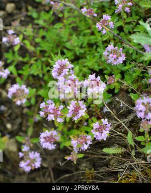 Thymian (Thymus serpyllum) blüht in der Wildnis im Sommer Stockfoto